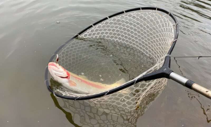 Trout Master Soft Net Head. Su laimikiu-