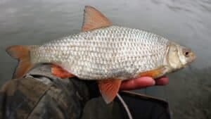 LABAI EFEKTYVUS jaukas kuojoms tekanciam vandeniui. didele kuoja JAUKO RECEPTAS KUOJOMS TEKANČIAME VANDENYJE