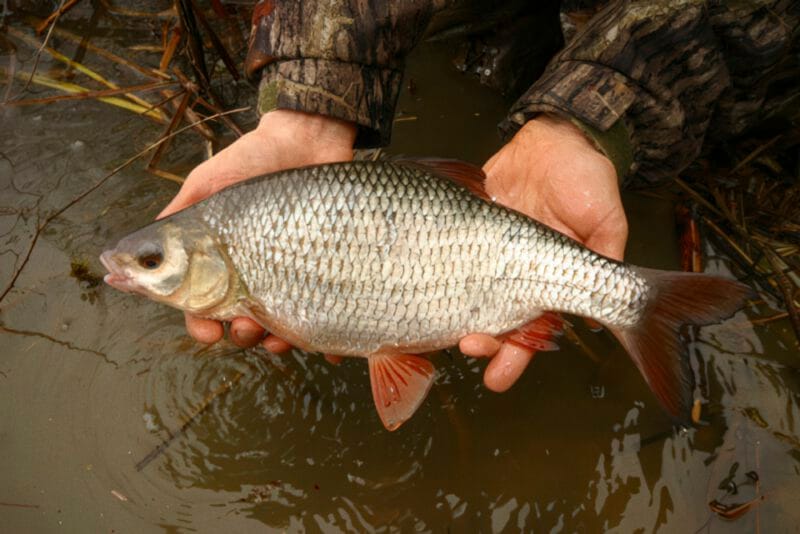 JAUKAS šaltam vandeniui. Didele kuoja